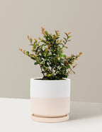 Bellini® Grape Crape Myrtle
