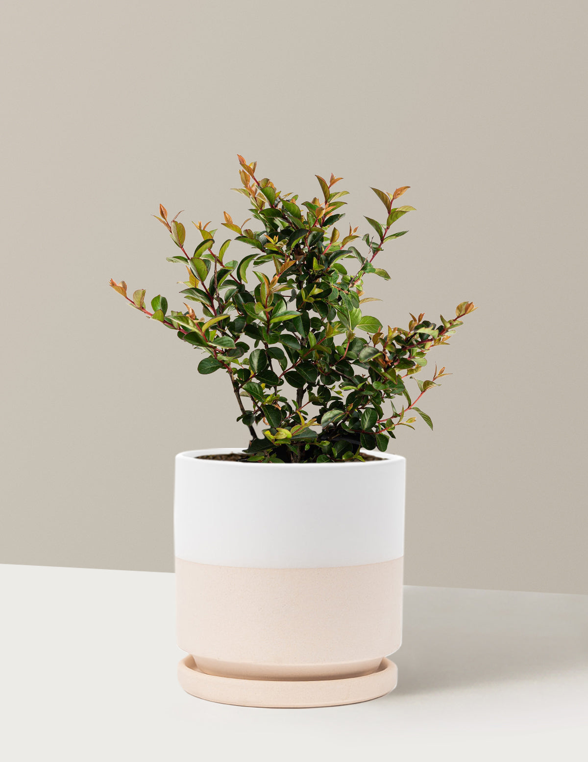 Bellini® Grape Crape Myrtle