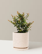 Bellini® Grape Crape Myrtle