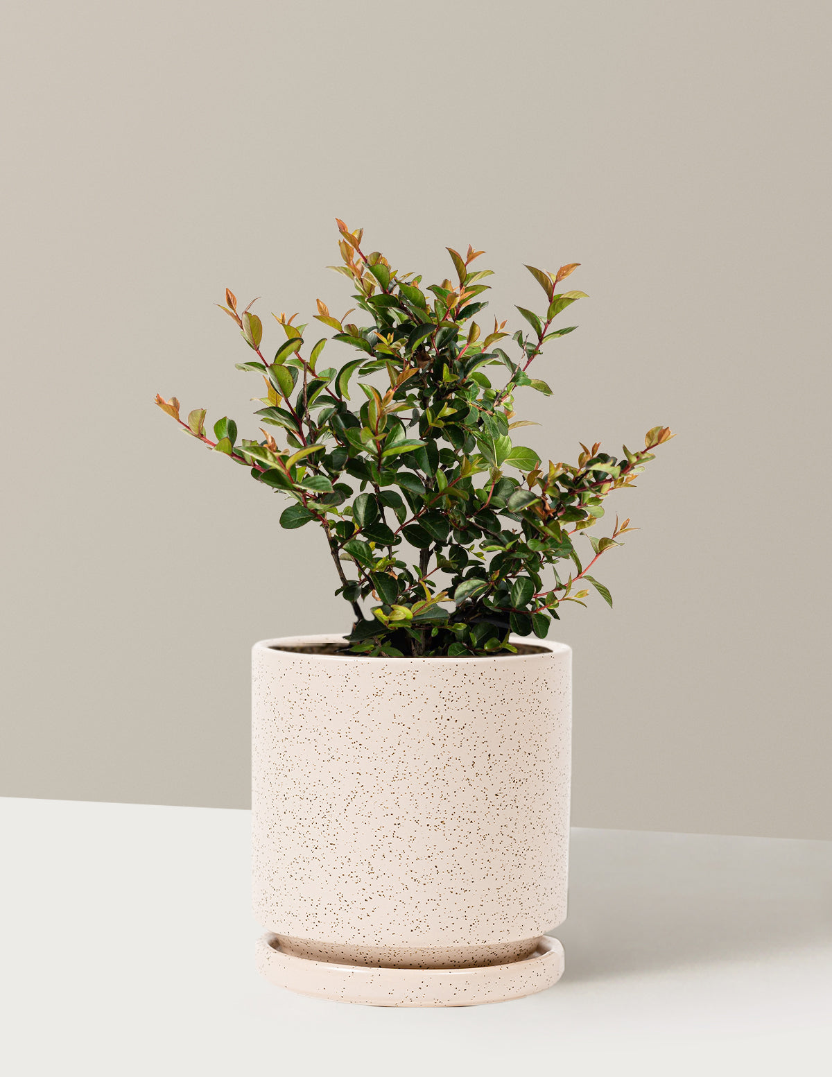Bellini® Grape Crape Myrtle