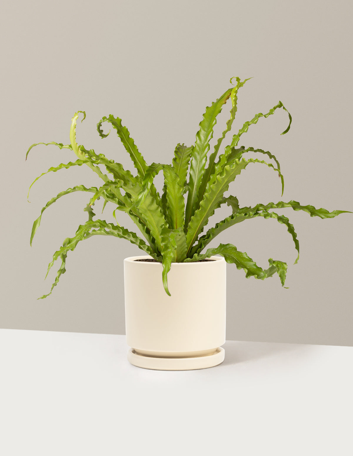 Bird’s Nest Fern