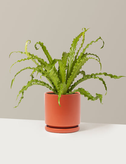 Bird’s Nest Fern