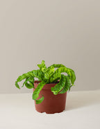 bundle | Medium | Grow Pot