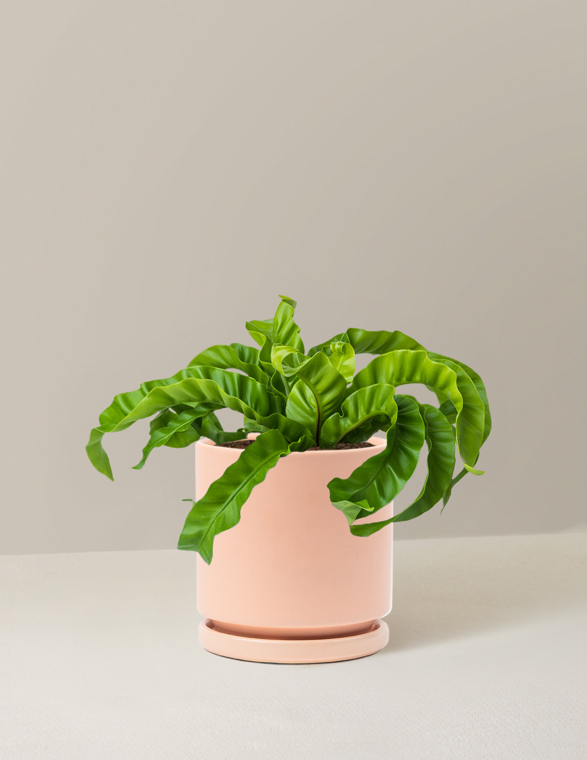 Hurricane Fern