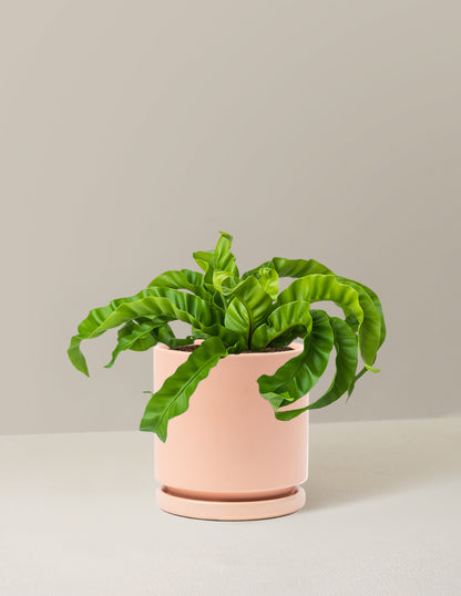 Hurricane Fern