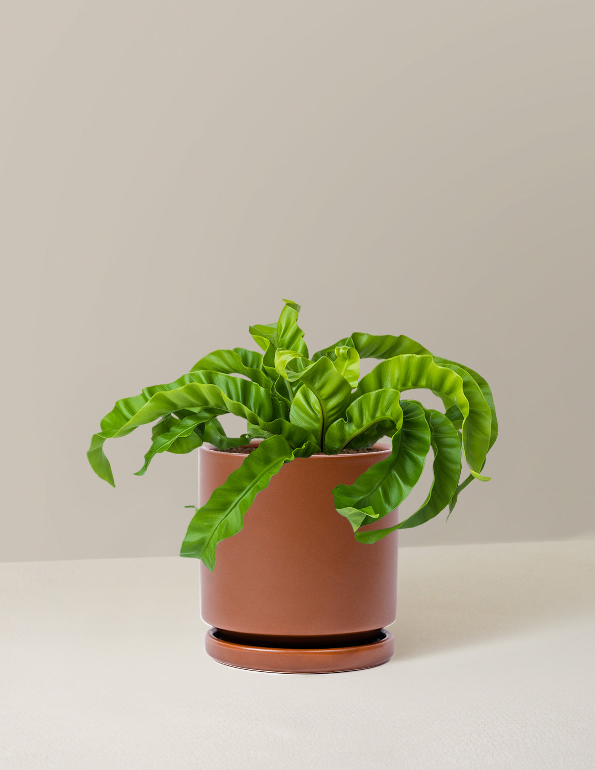 Hurricane Fern