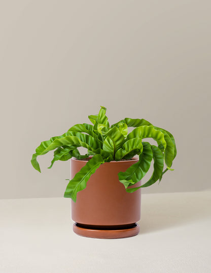 Hurricane Fern