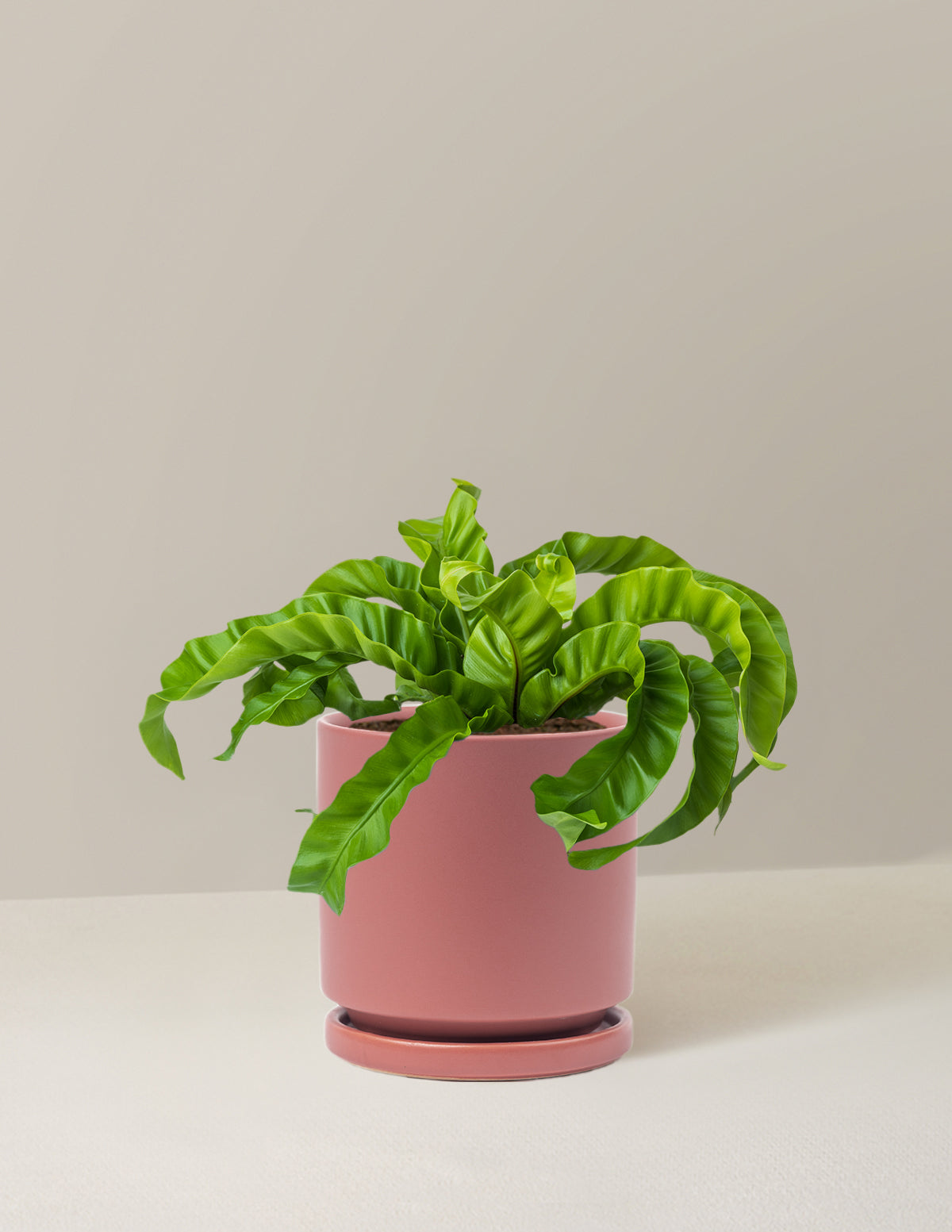 Hurricane Fern