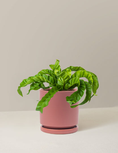 Hurricane Fern