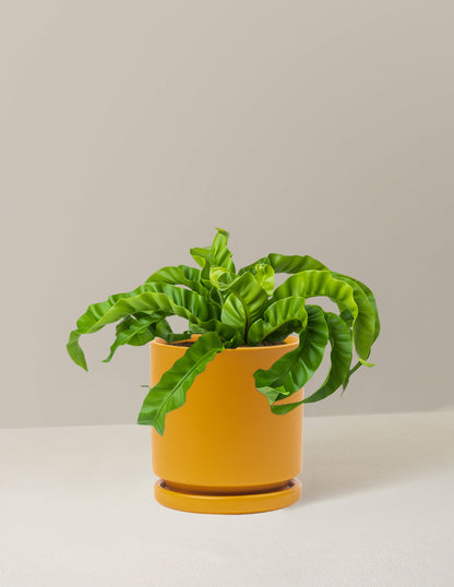 Hurricane Fern