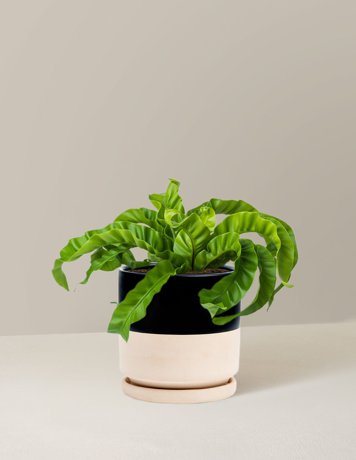 birds nest fern hurricane Hurricane Fern | Easy and Trendy Houseplants for Delivery