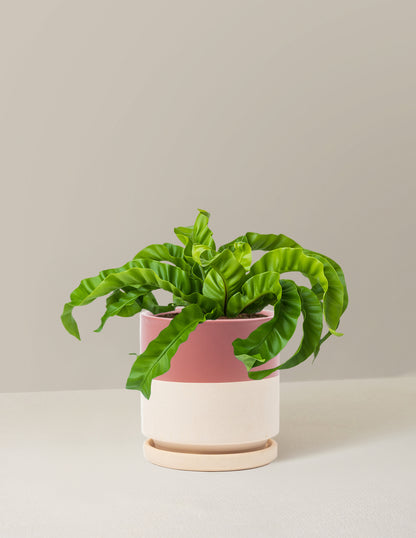 hurricane bird's nest fern care Hurricane Fern | Easy and Trendy Houseplants for Delivery