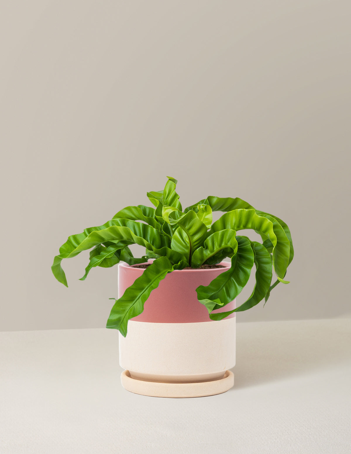 Hurricane Fern