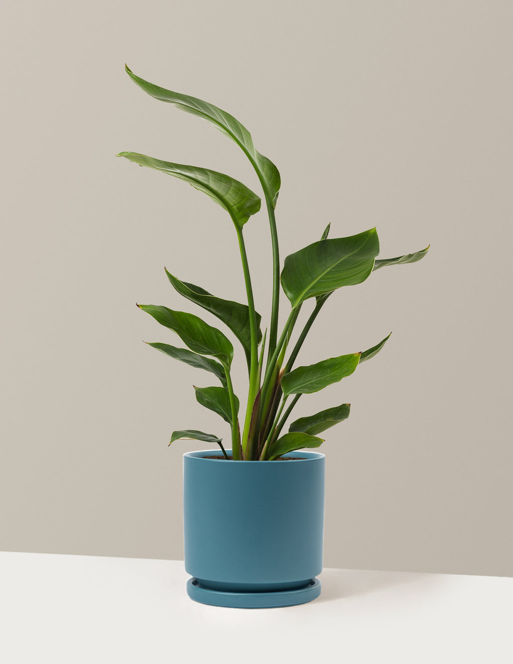 Bird of Paradise