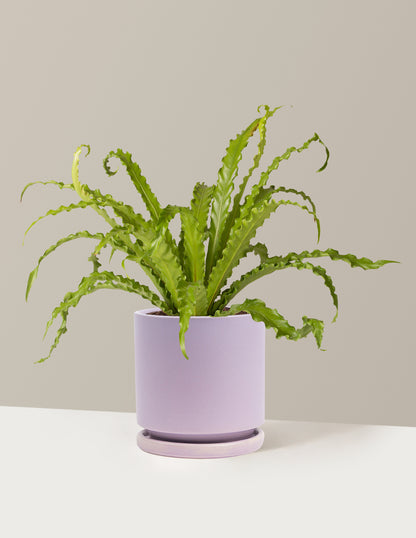 victoria bird's nest fern Bird's Nest Fern