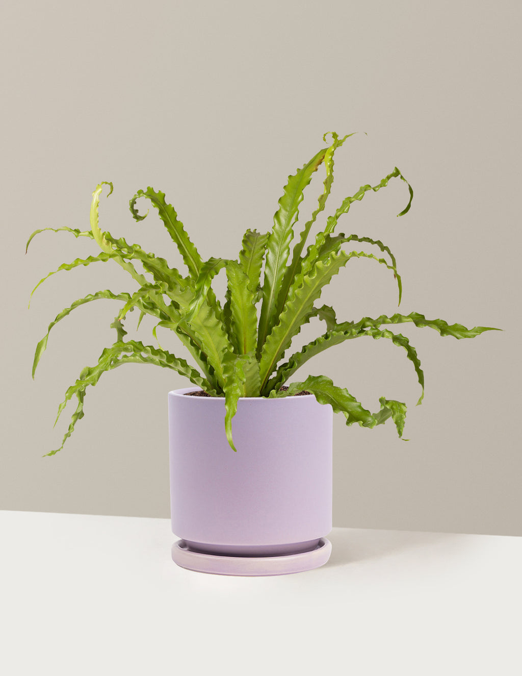 bundle | Medium | Isabella | Lavender