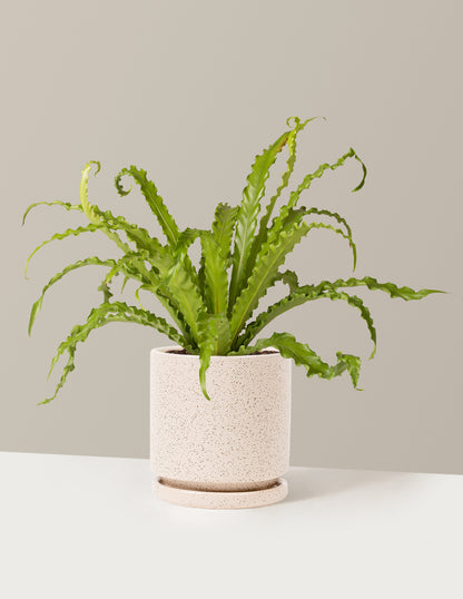 potting mix for birds nest fern Bird's Nest Fern