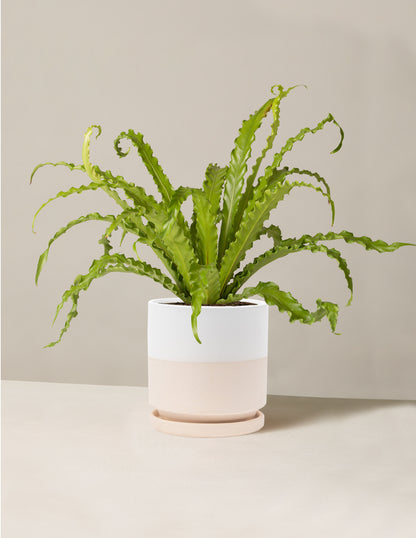 sill birds nest fern Bird's Nest Fern