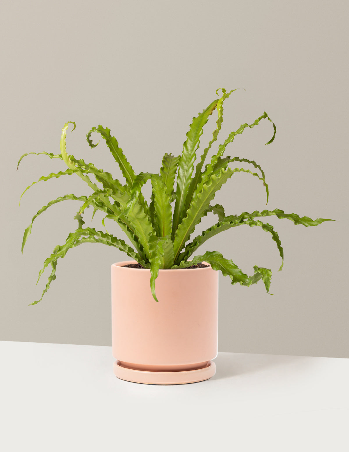 Bird’s Nest Fern