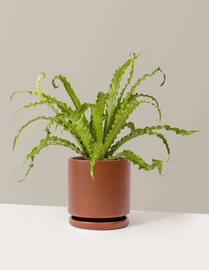bird's nest fern description Bird's Nest Fern Victoria | Easy and Trendy Houseplants for Delivery