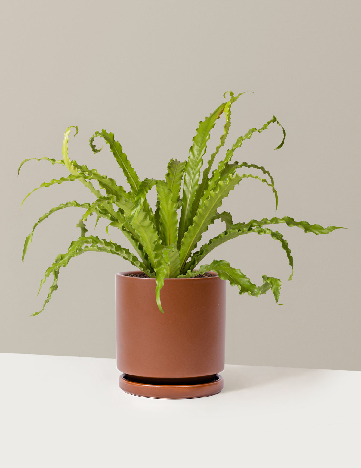 Bird’s Nest Fern