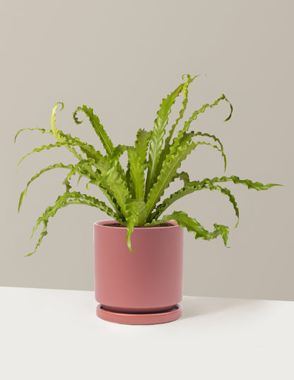 birds nest succulent plant Bird's Nest Fern Victoria | Easy and Trendy Houseplants for Delivery