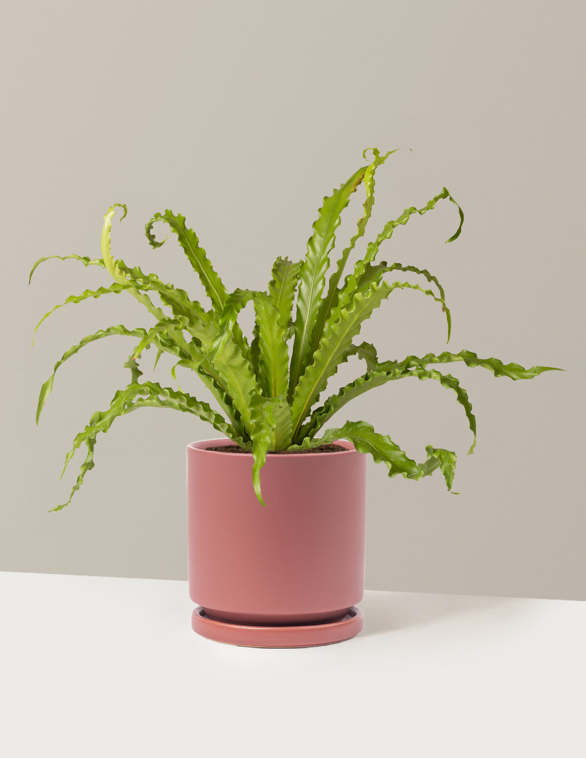 Bird’s Nest Fern