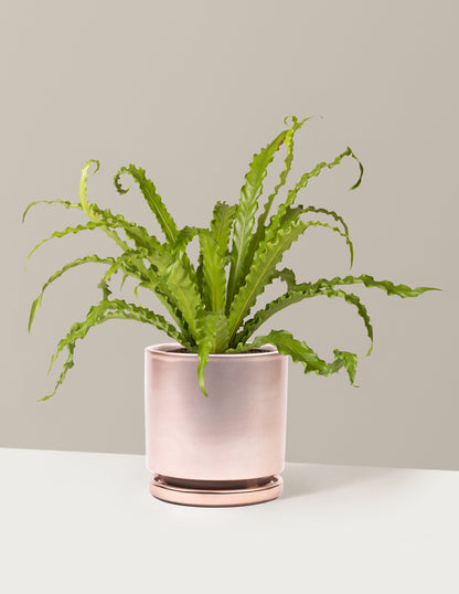 the sill birds nest fern Bird's Nest Fern