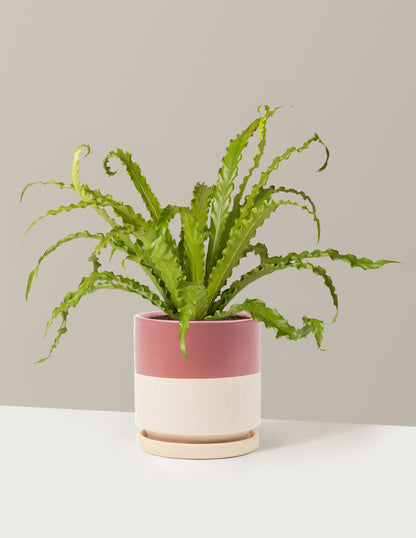 birds nest fern light Bird's Nest Fern