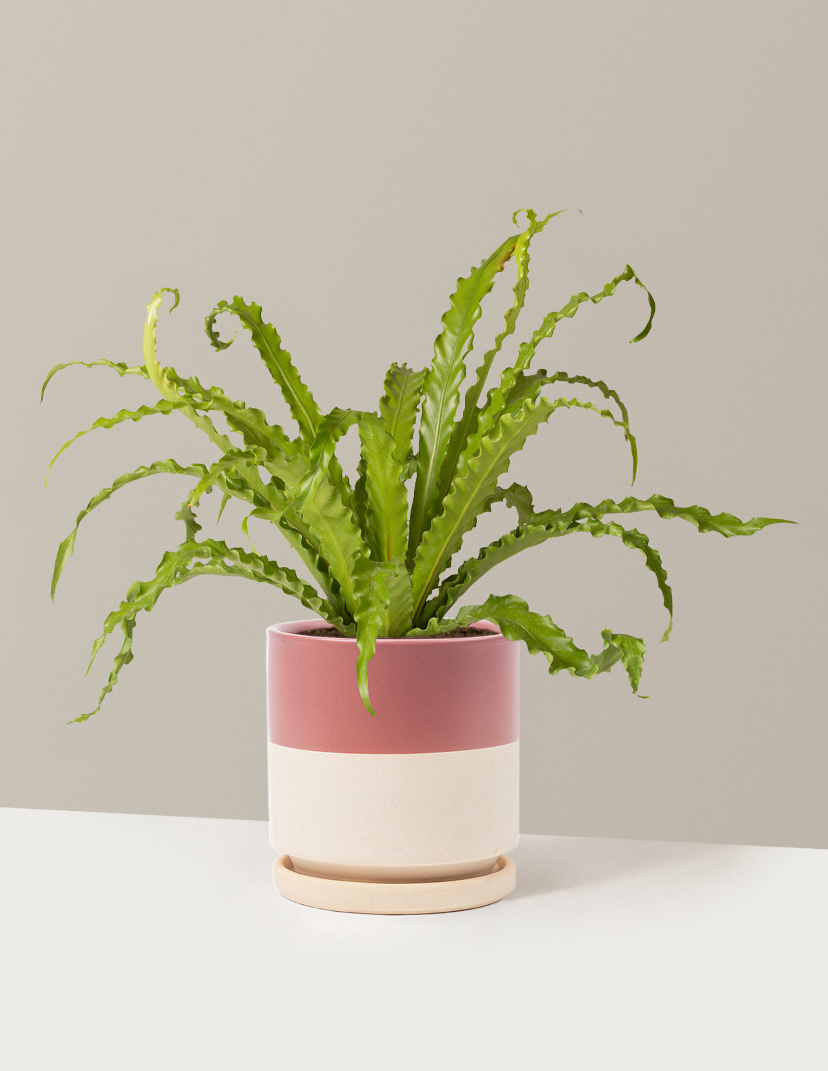 Bird’s Nest Fern