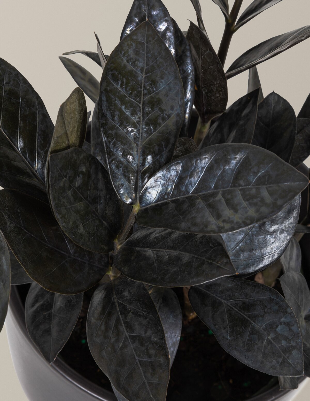 Black ZZ Plant