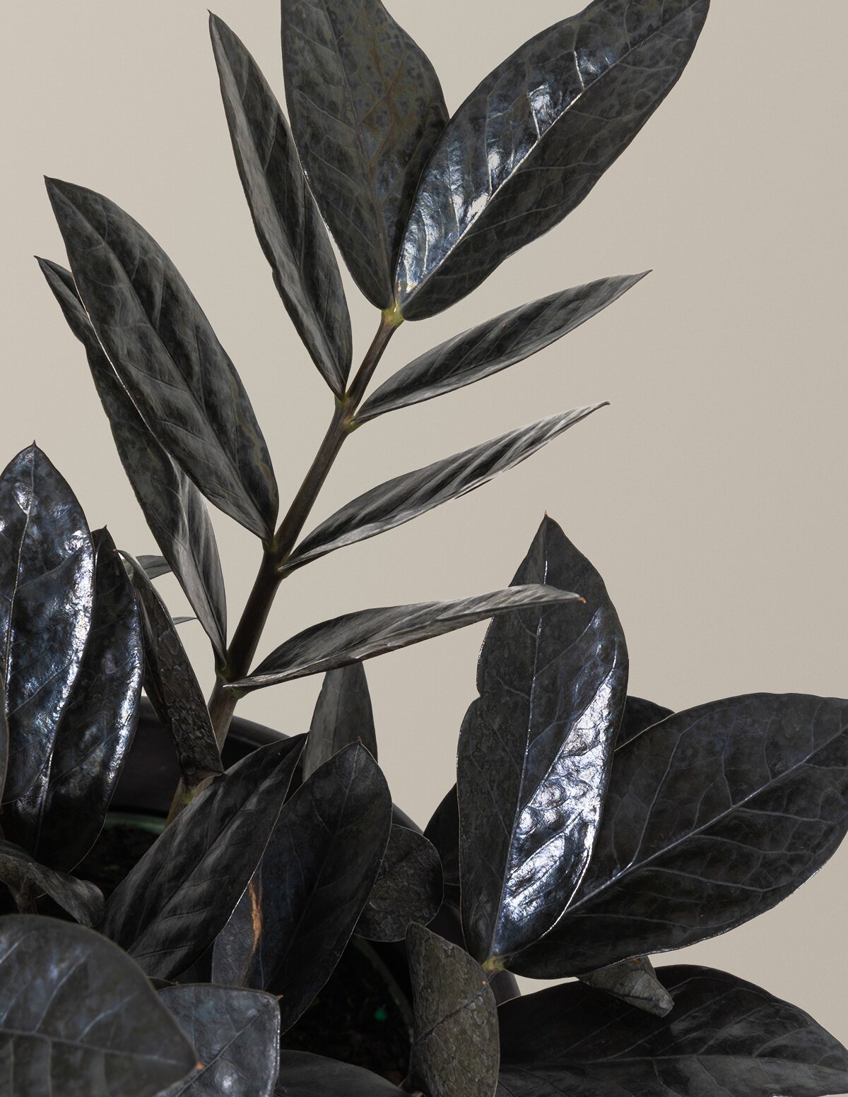 Black ZZ Plant