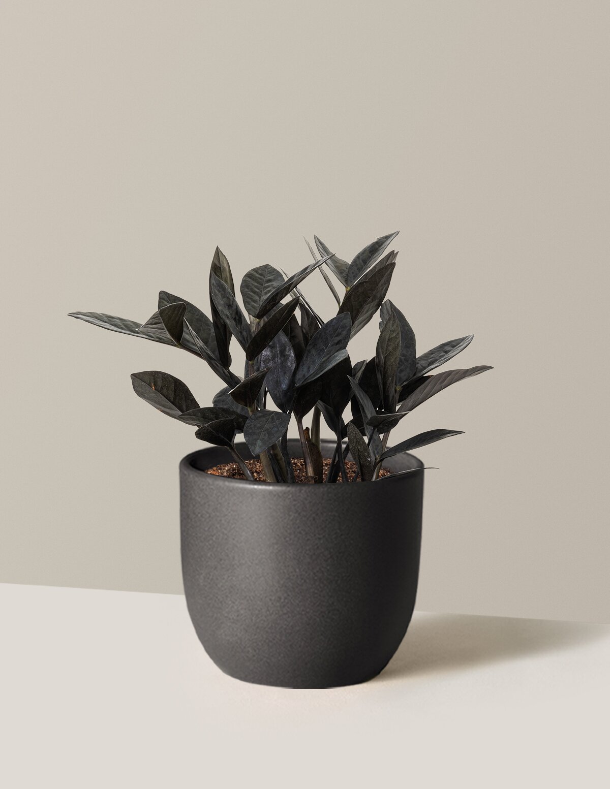Black ZZ Plant