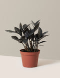 Black ZZ Plant