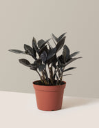 Black ZZ Plant
