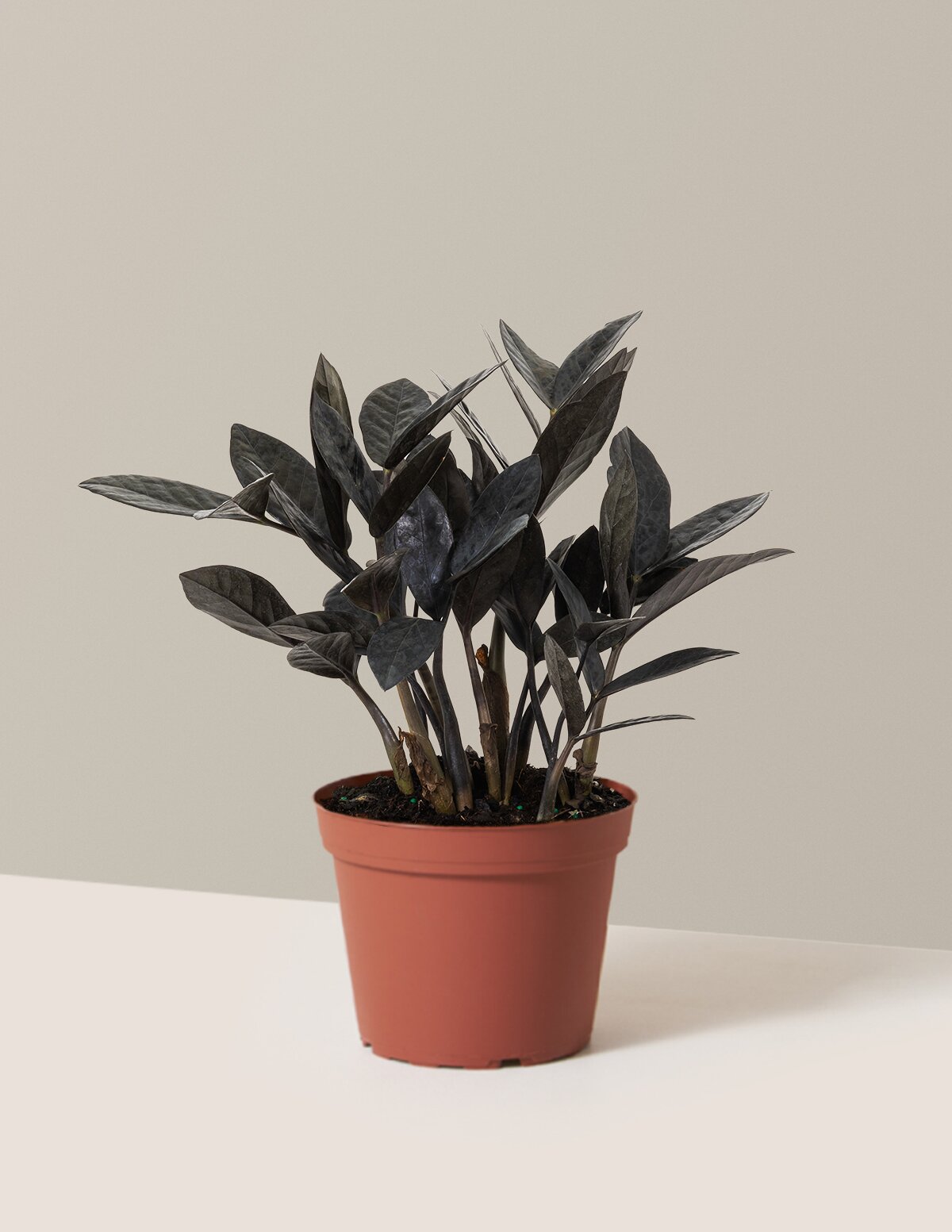 Black ZZ Plant
