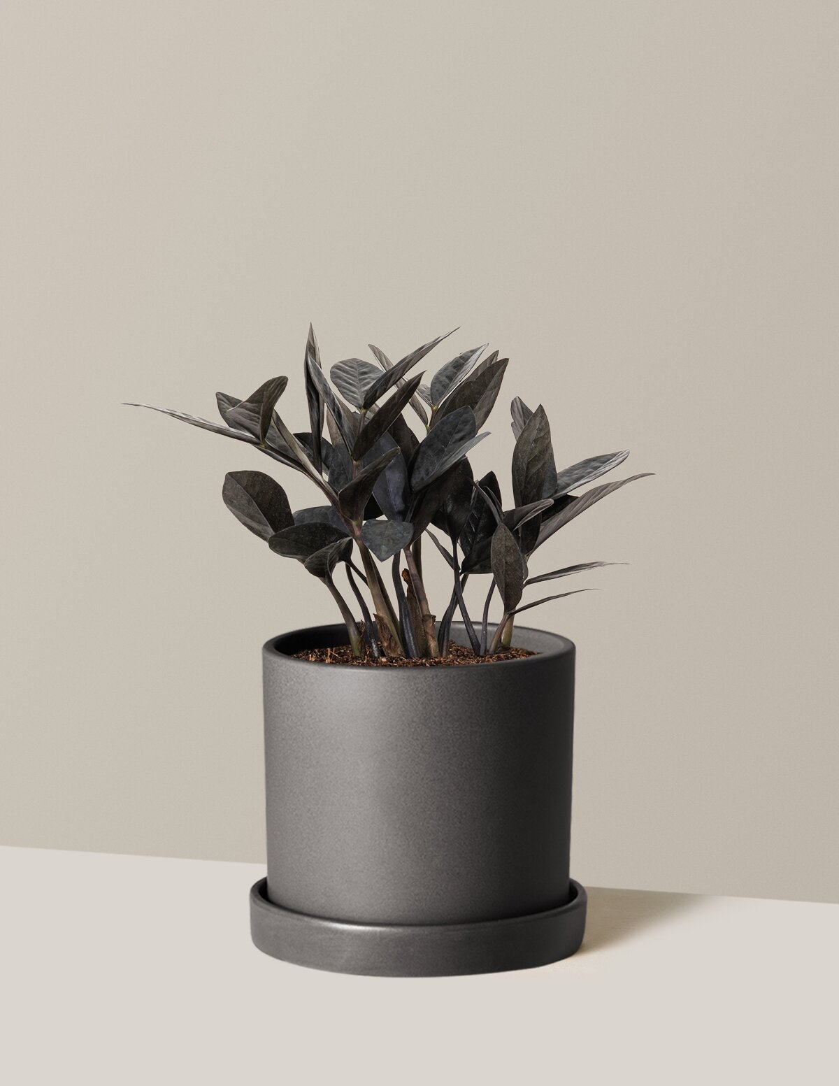 Black ZZ Plant