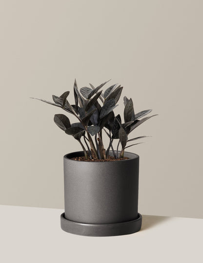 Black ZZ Plant