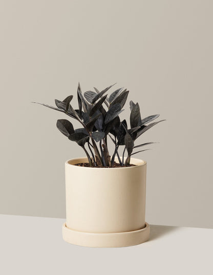 Black ZZ Plant