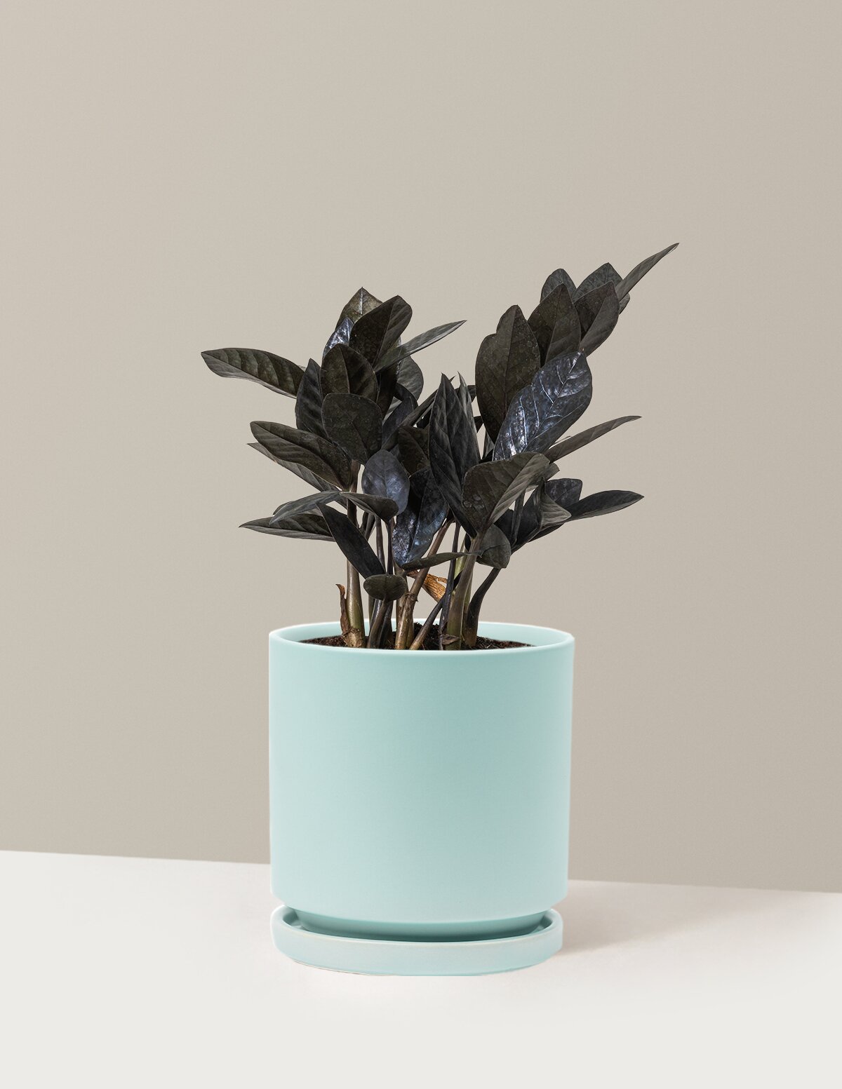 black.zz plant Black ZZ Plant | Low Light Plants & Houseplants Delivery