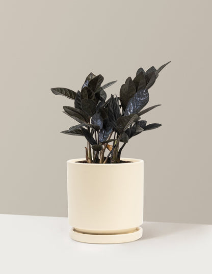 Black ZZ Plant