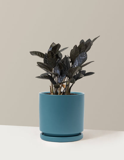 Black ZZ Plant
