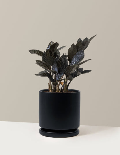 Black ZZ Plant