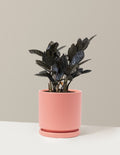 Black ZZ Plant