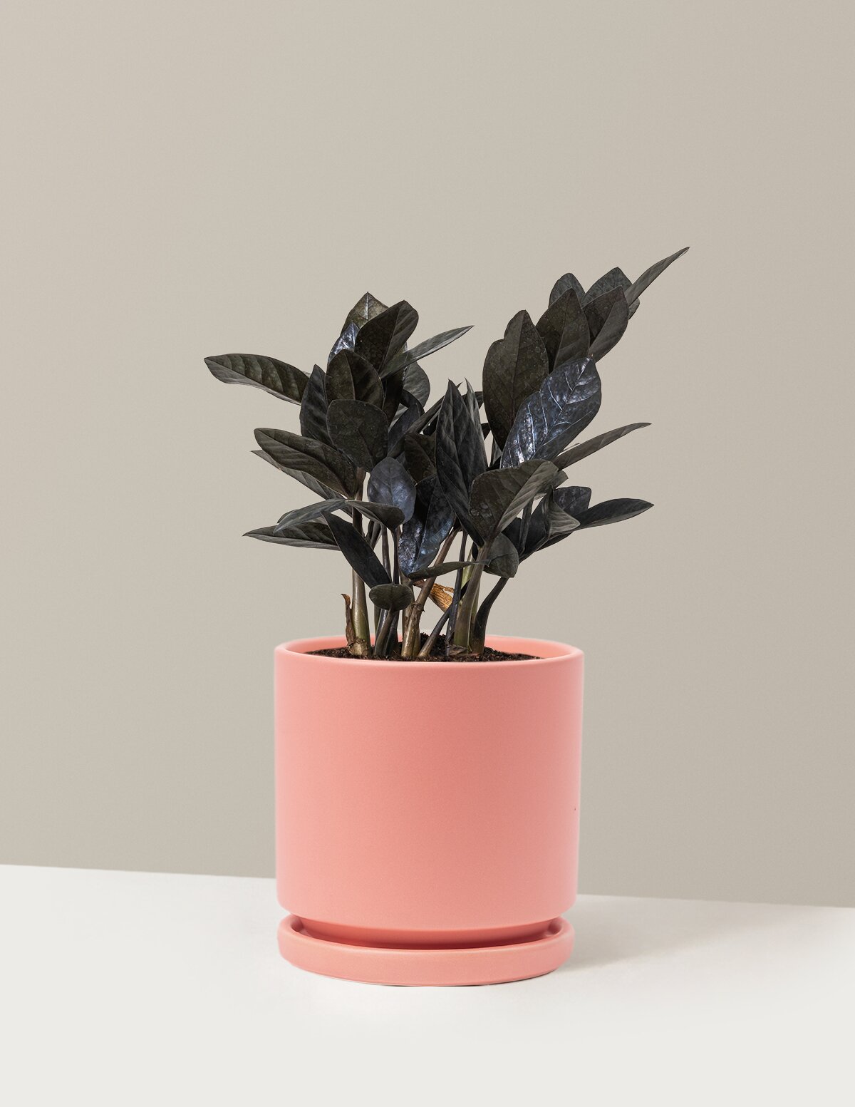 Black ZZ Plant