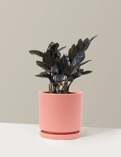 Black ZZ Plant