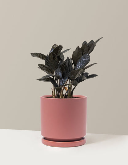 Black ZZ Plant