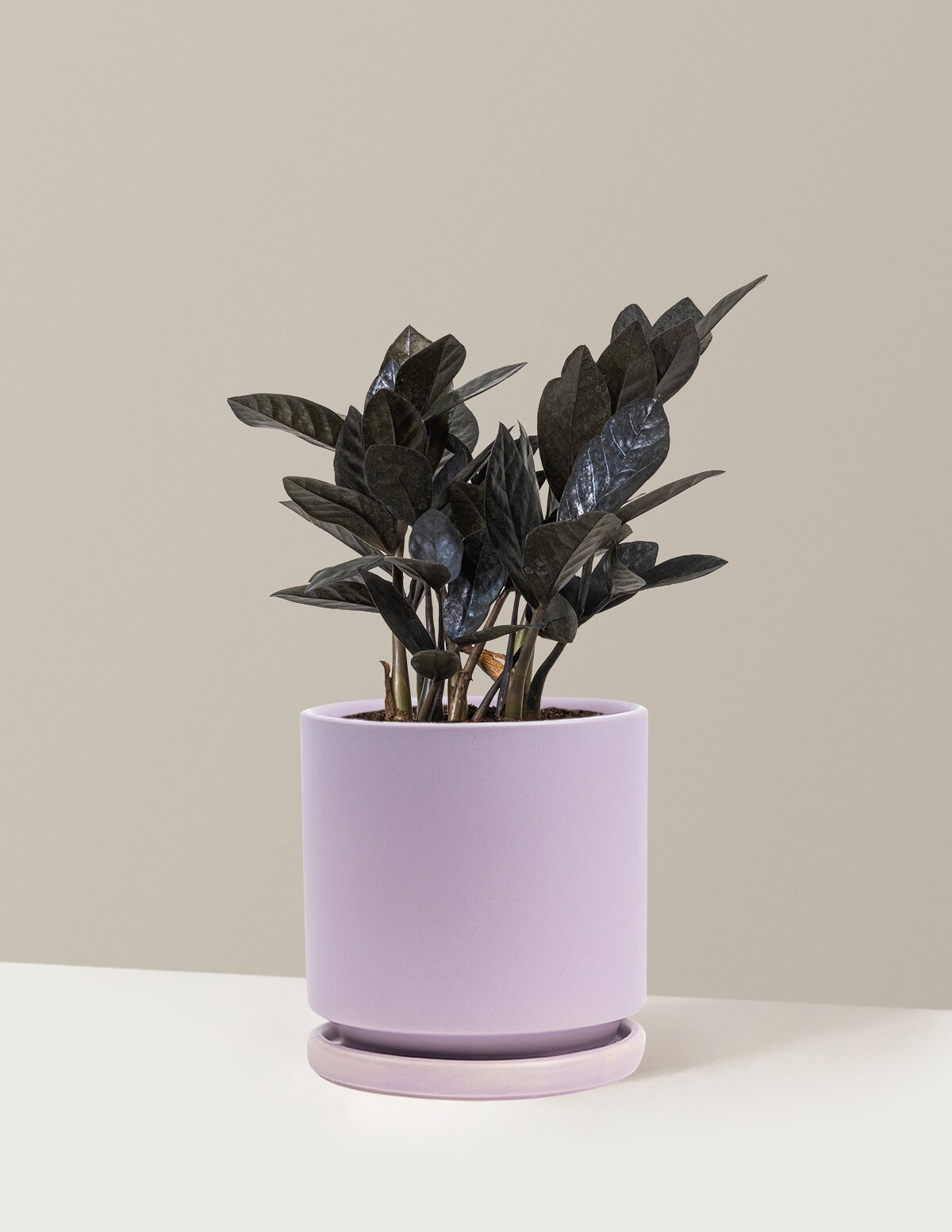 Black ZZ Plant