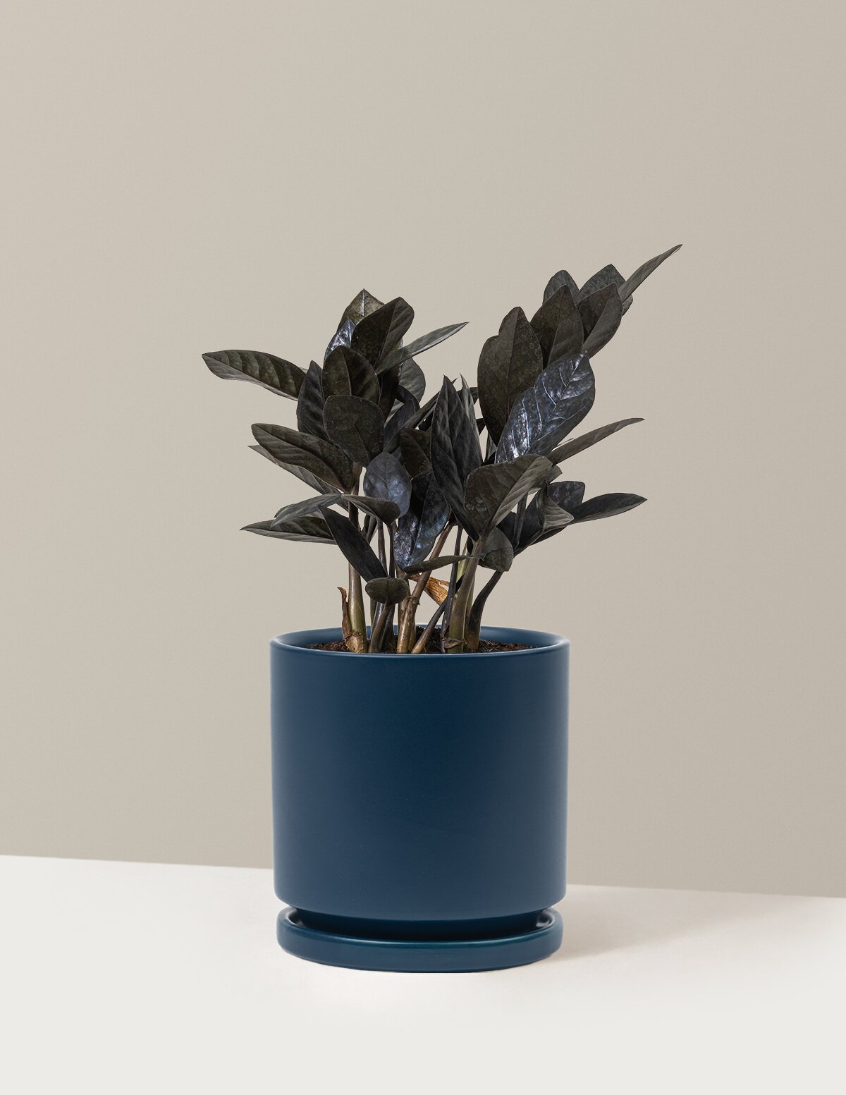 Black ZZ Plant