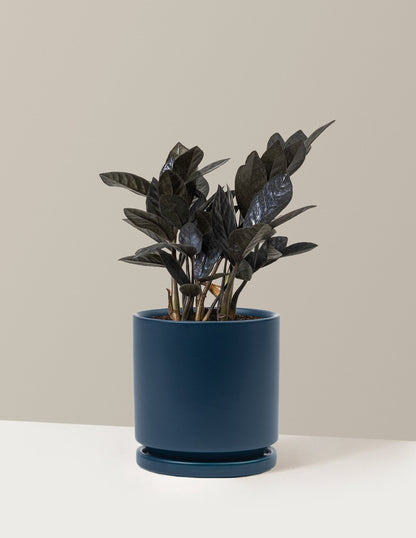 Black ZZ Plant